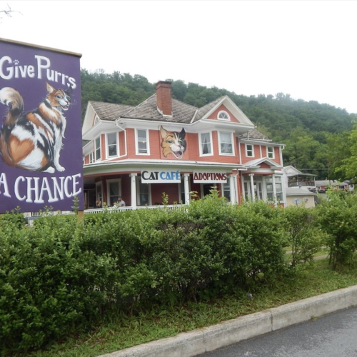 Give Purrs a Chance Cat Cafe