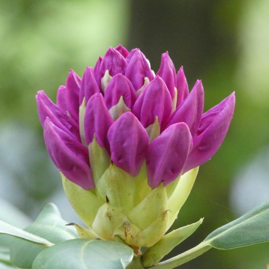 Flow Phase Acupuncture & Grief Support