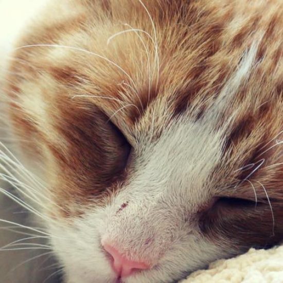 Give Purrs a Chance Cat Cafe