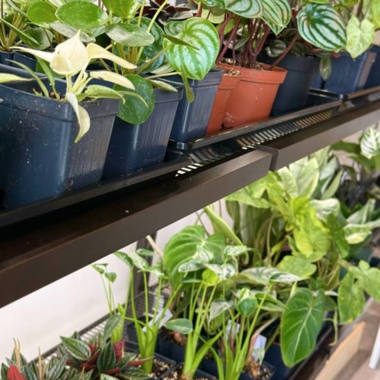 The Succulent Garden 1